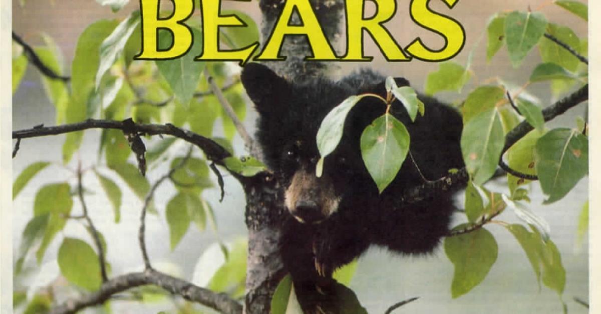 Bears need more protection now Wilderness Committee